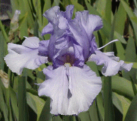 BUGLES AND HORNS SURPRISE